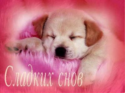 СМС мужчине на ночь СМС мужчине на ночь СМС мужчине на ночь